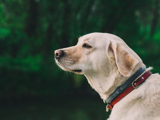 Hyperactive Dog? Know How to Calm a Dog Without Losing Your Chill