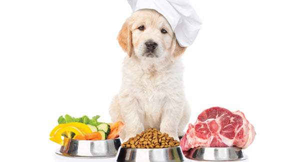 dog sitting with bowls of fresh vegetables, kibble, and raw meat, representing different types of dog food diets.