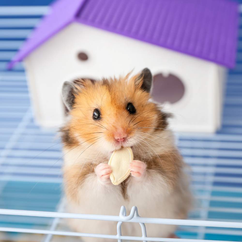 How To Take Care Of Your Pet Hamster In