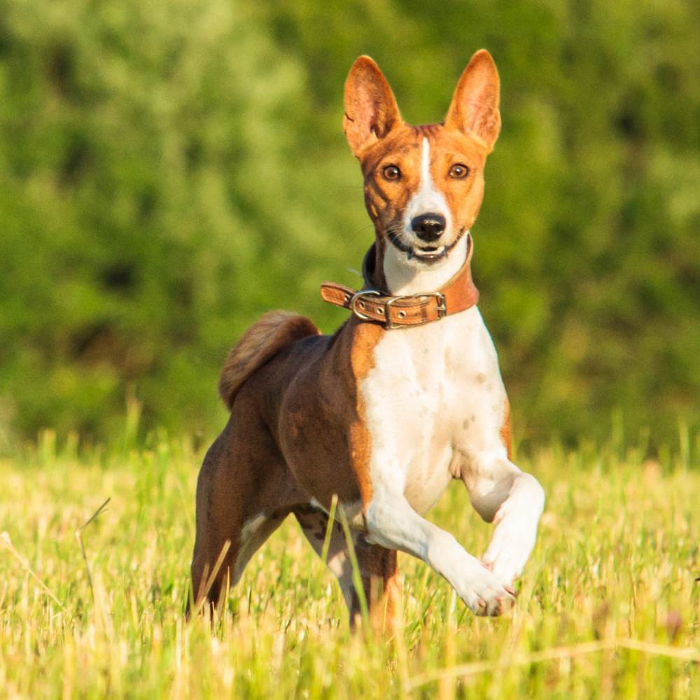 Top Dogs for Indian Climates