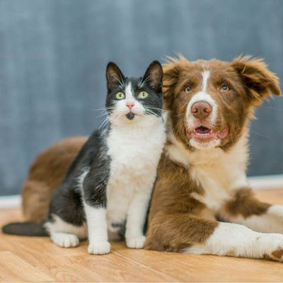 Lifestyle Match: Cat Ownership vs. Dog Ownership Guide
