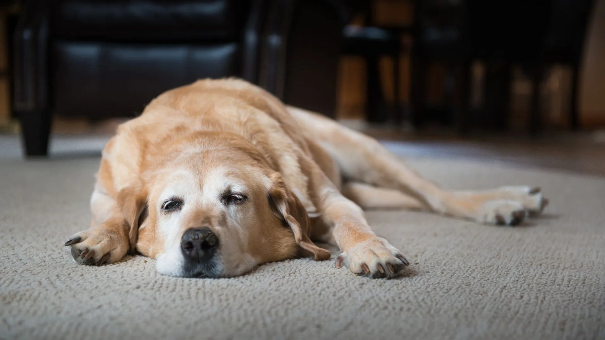 Furry Friend Coughing: Discover the Cause and Aid for Your Beloved Companion