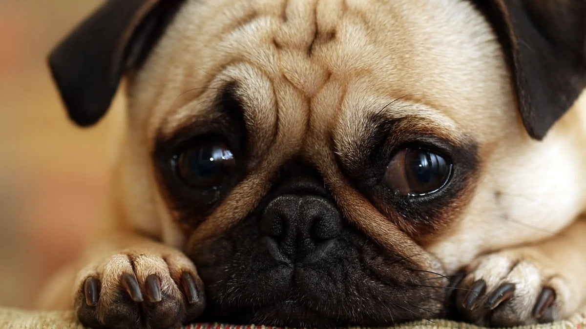 Worried About Your Dog's Skin? Here's a Comprehensive Guide to Healing Skin Infections