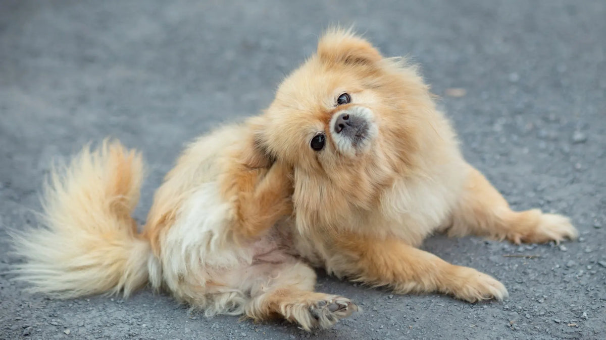 Dog Skin Problems: Recognizing Symptoms and Effective Solutions