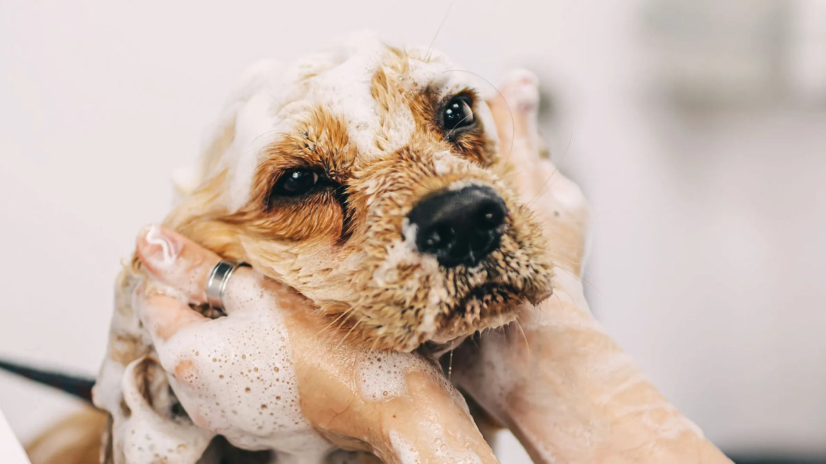 Understanding Canine Hair Loss: Unveiling Hidden Causes and Effective Solutions