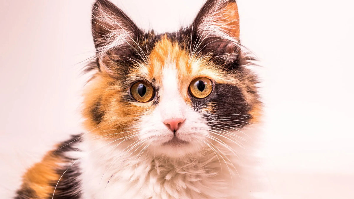 Feline Companionship: Unlocking the Bond with Your Cat through Comprehensive Understanding and Connection