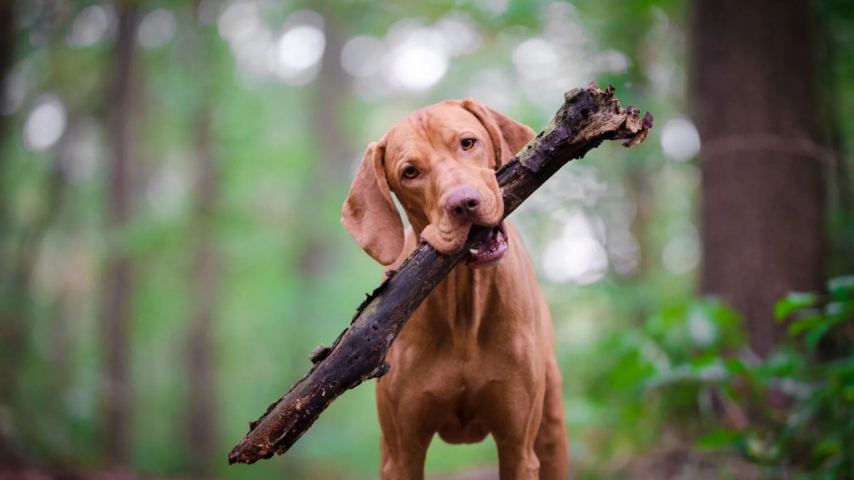 Flea Control for Dogs: Essential Tips to Ensure Your Furry Friend's Happiness