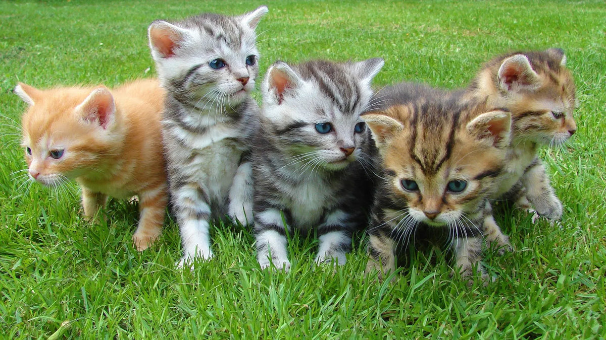 Complete Guide: Understanding Your Cat's Pregnancy Journey & Tips for Pet Parents