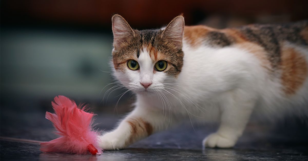 Cat Playtime - How It Plays An Important Role