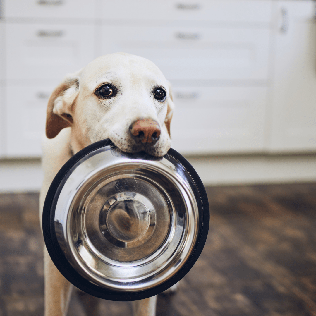 Dry Dog Food in Summer? Here are Cool Combos to Try!