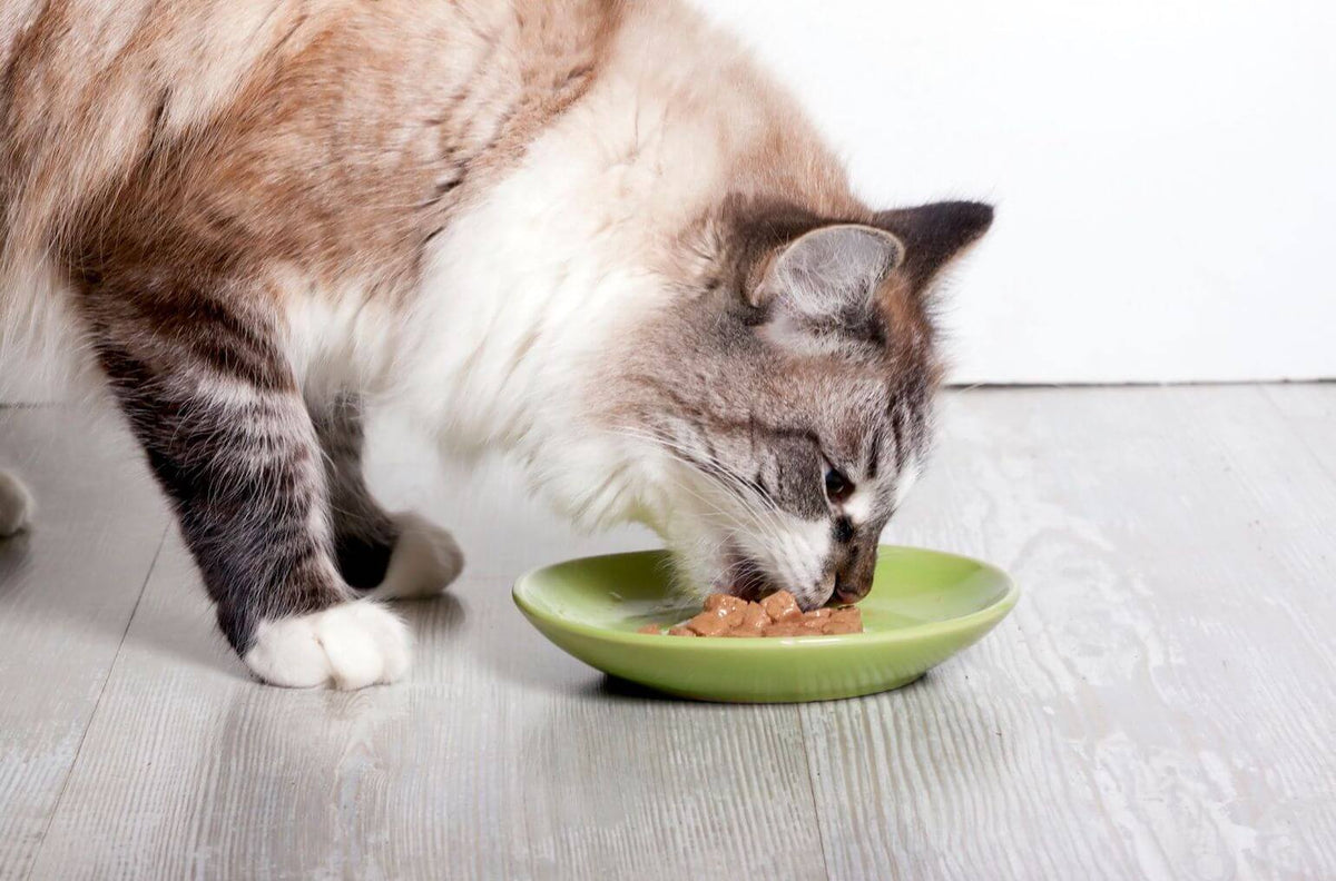 dog eating wet food