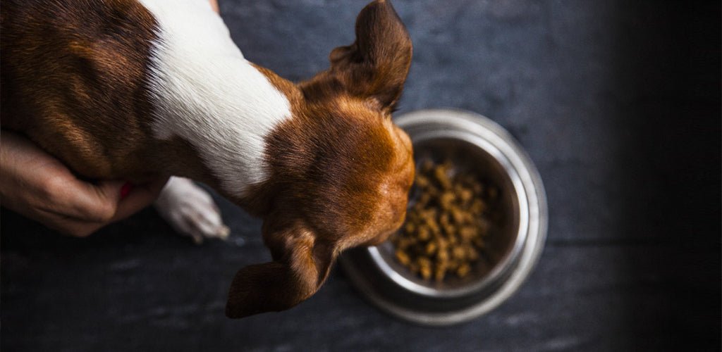 What is the right way to change my puppy’s diet?