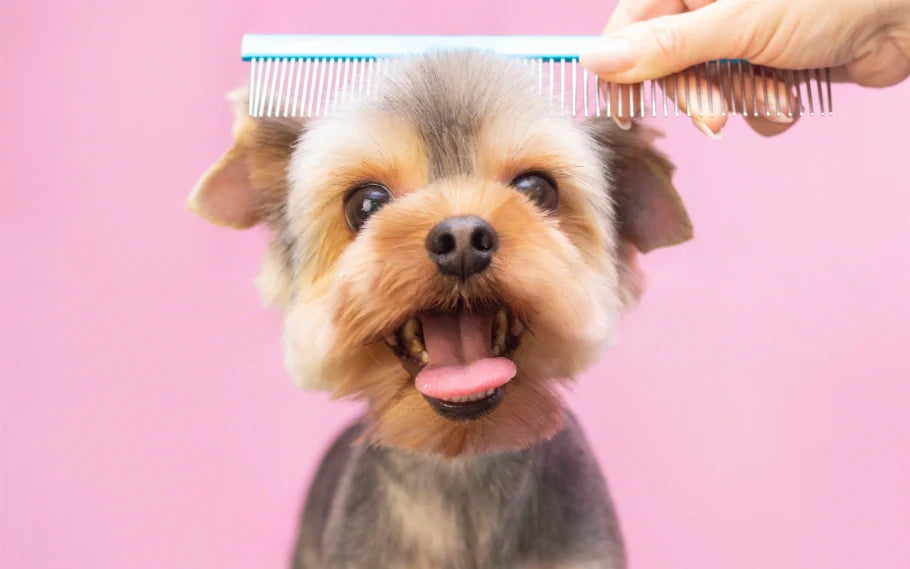 Grooming Tools For Dogs Exploring The Purpose Of Brushes And