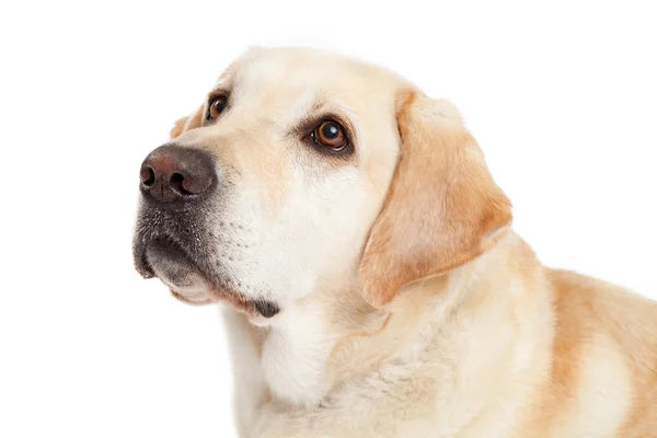 Arthritis in Dogs: Managing Chronic Pain Effectively