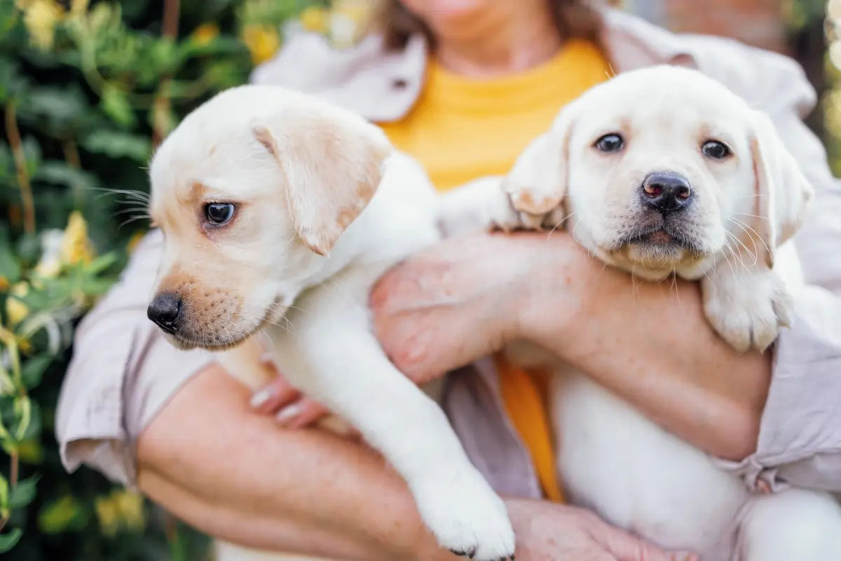 Tummy Troubles in Dogs? Fix It Fast with the Right Nutrition