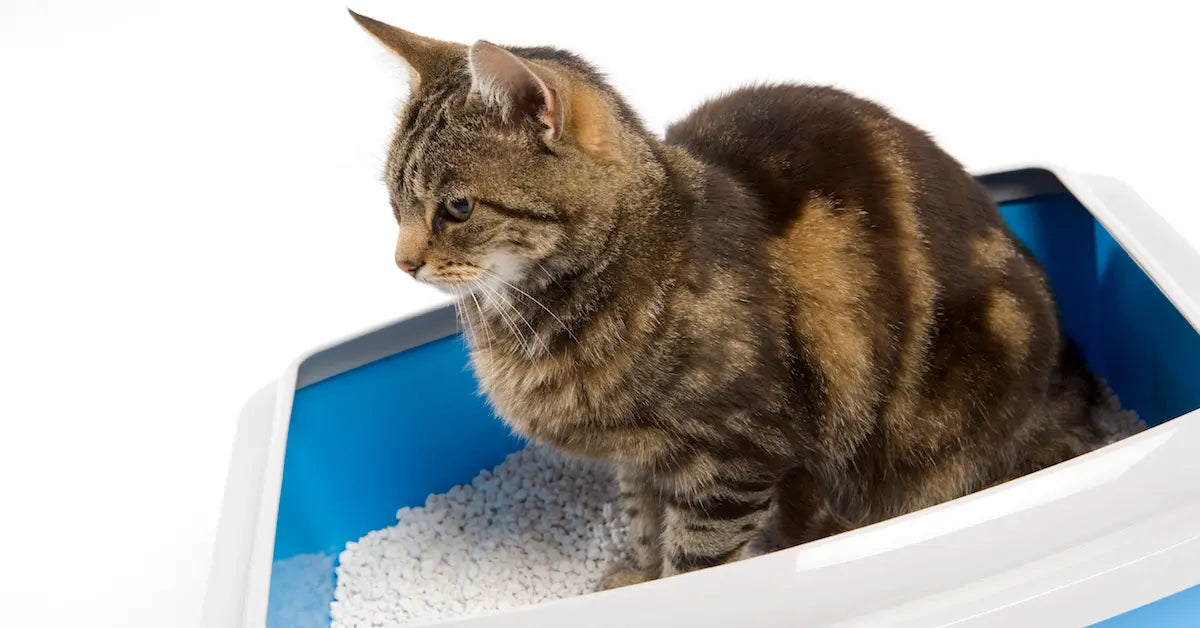 Wheat-based litter may have hidden benefits for your cat