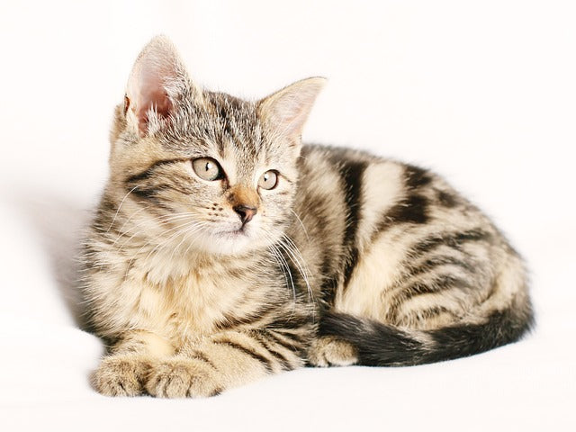 Cat Lifespan: What Every Cat Parent Needs To Know