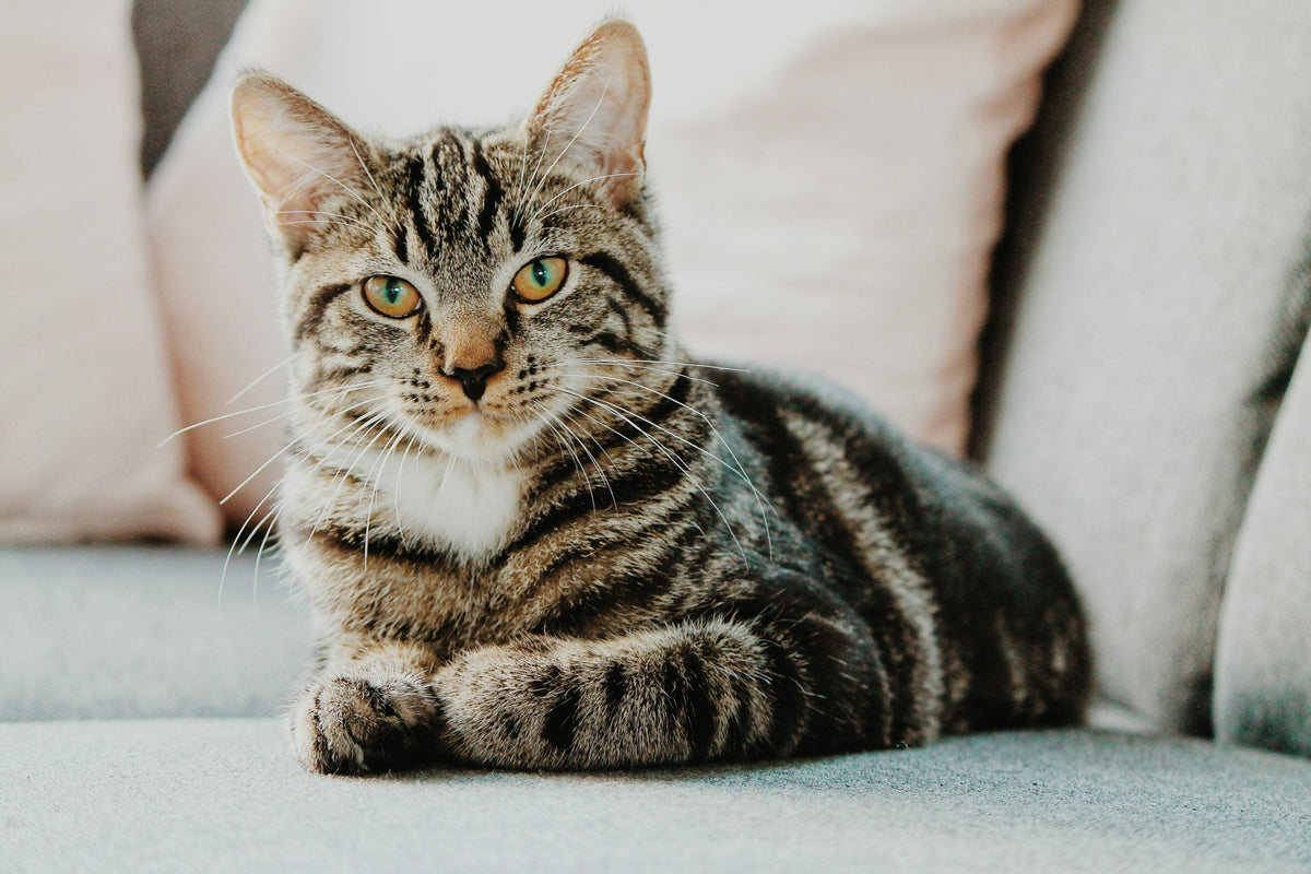 Cat Lower Urinary Tract Disease (FLUTD): Signs, Diet & Solutions