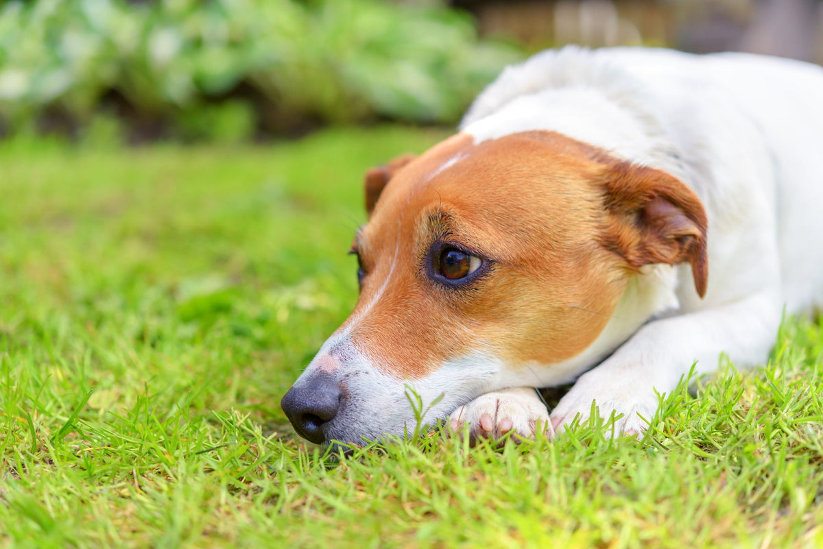 Comprehensive Guide to Identifying and Treating Mange in Dogs: Essential Tips for Pet Owners