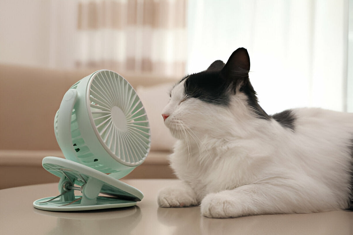 A Cat indoors sitting in front of a portable fan