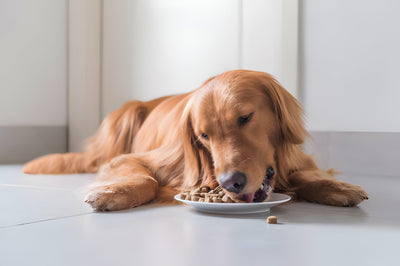 Why Choose Royal Canin Dog Food? Happy & Healthy Dogs