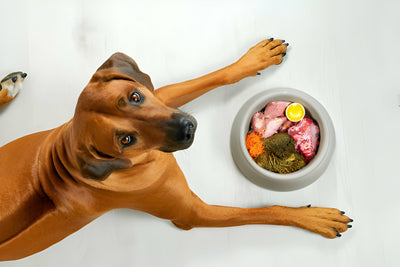 Tailored for Tails: Your Guide to a Balanced Dog Diet Chart
