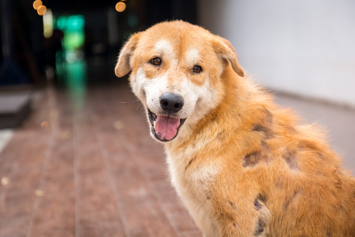 why does my dog who has cushings need l-carnitine Today we're featuring Cushing's disease. There's nothing a pet owner can do to prevent its development since about 80% of cases are caused by a benign tumor on the pituitary gland but L-Carnitine for Dogs: Key Benefits