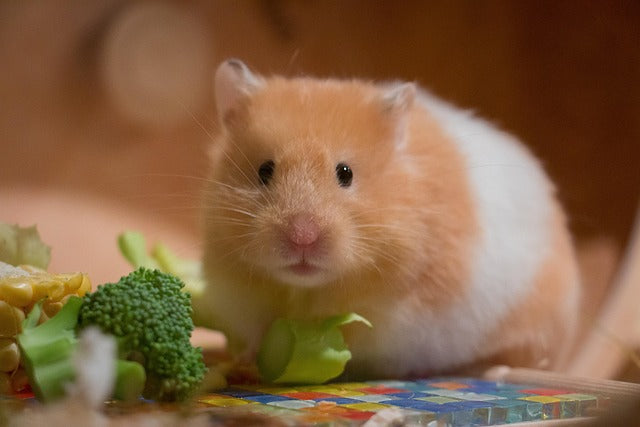 How Long Do Hamsters Live? A Complete Guide to Hamster Lifespan