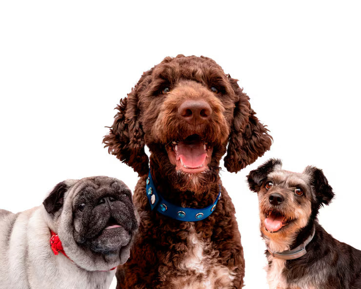 30 Types of Dog Breeds in India: Traits, Temperament & Which One Fits Your Life