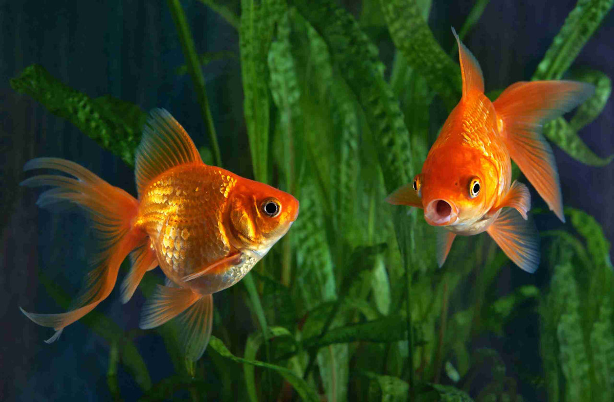 Understanding Fish Food: A Key to Fishkeeping Success