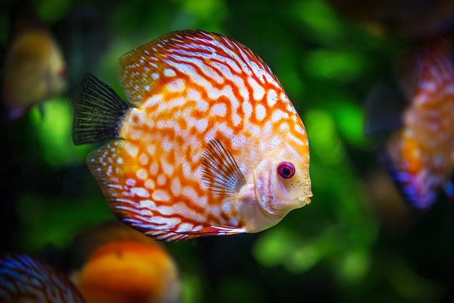 The Ultimate Guide on How to Take Care of a Fish