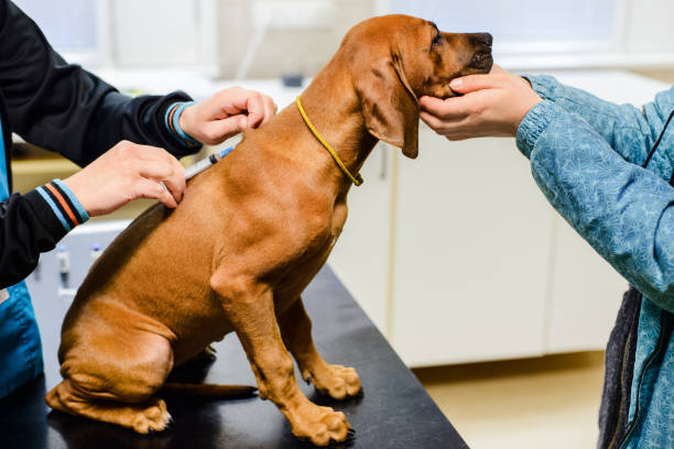 Distemper Vaccine: A Complete Guide to Protecting Your Pet