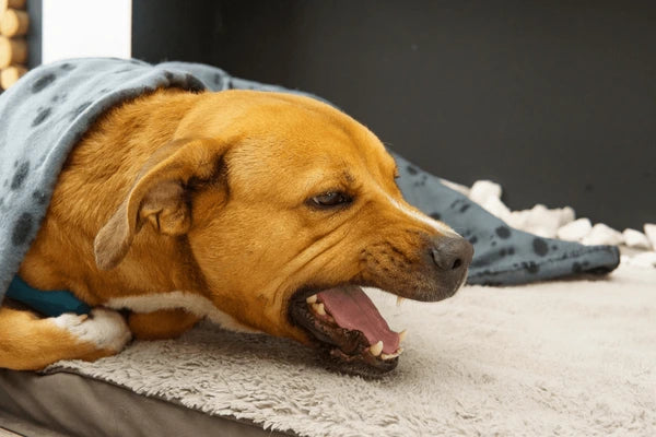 Why Is My Dog Coughing in Winter? Learn the Causes, Symptoms, and Treatments