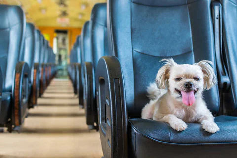 dog traveling in the train