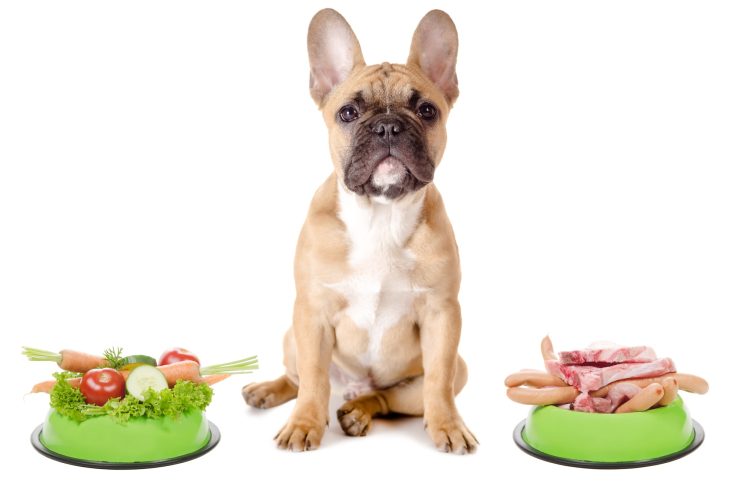 Harmful Foods for Dogs 8 Toxic foods for Dogs Supertails