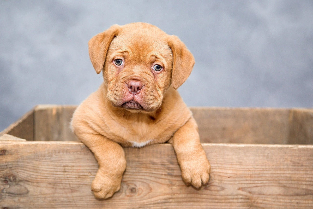 Daily Care Routine for Managing Skin Infections in Pets