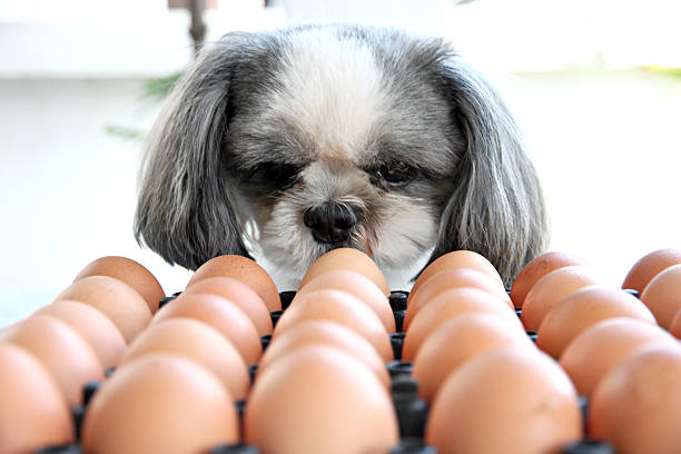 Can Dog Eat Eggs Daily? Here’s What Vets Say!