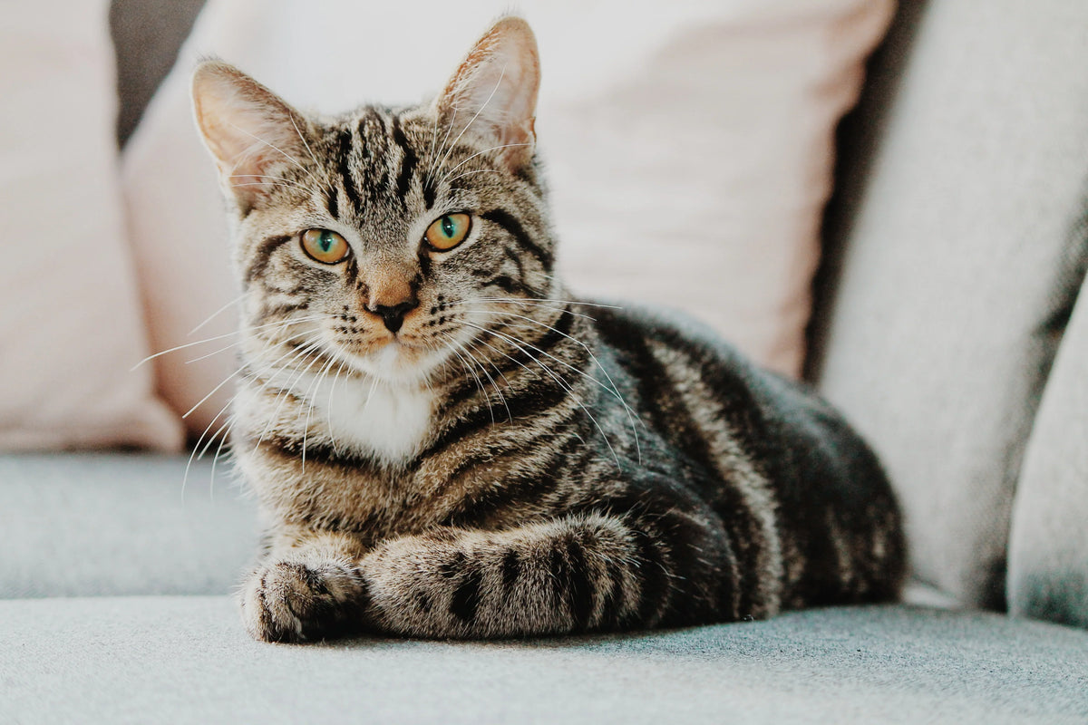 Healthy Skin, Shiny Coat: The Ultimate Guide to Your Cat’s Comfort