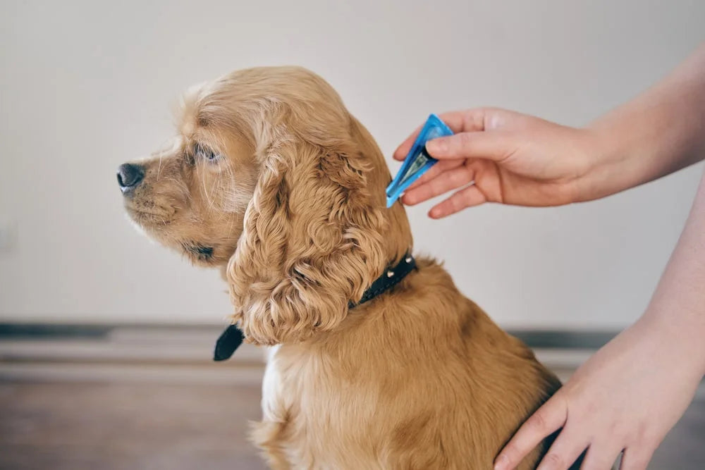 Owner applying liquid tick and flea medication on a dog's skin, illustrating home parasite prevention.