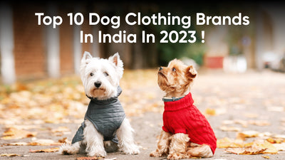 Top 10 Dog Clothing Brands in India