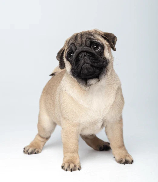 1000 Rupee Vodafone Pet Dog Pug Price Pug Dog Price: Everything