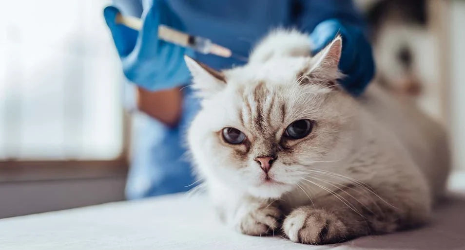FVRCP Vaccine for Cats: A Complete Guide to Protecting Your Feline Friend