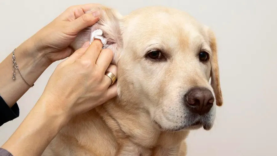 Coconut oil outlet dog ear mites