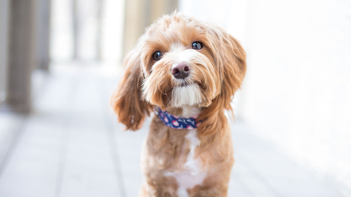 Your Dog Got the Scratchies? Here’s How to Help Your Pup Feel Better