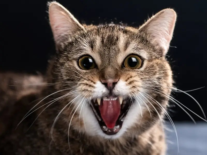 Gingivitis in Cats: A Vet’s Guide to Symptoms, Treatment, and Prevention
