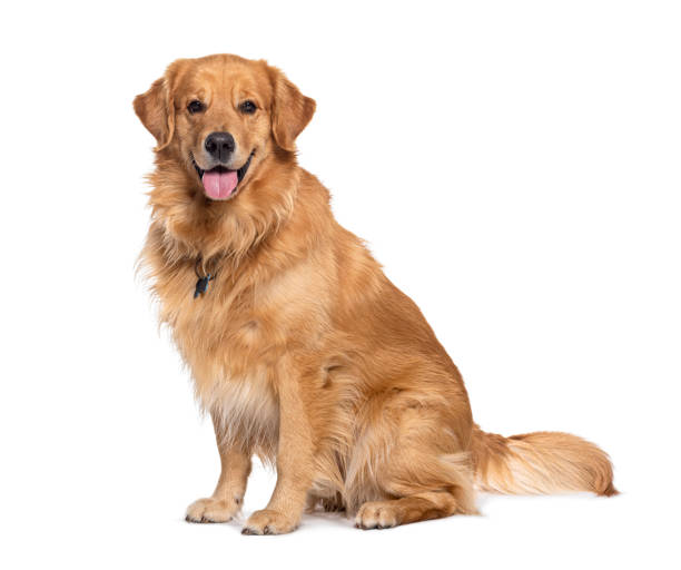 Golden Retriever Price in India – Cost, Care, and Buying Guide