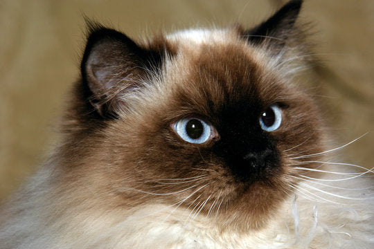 How Much Does a Himalayan Cat Cost in India