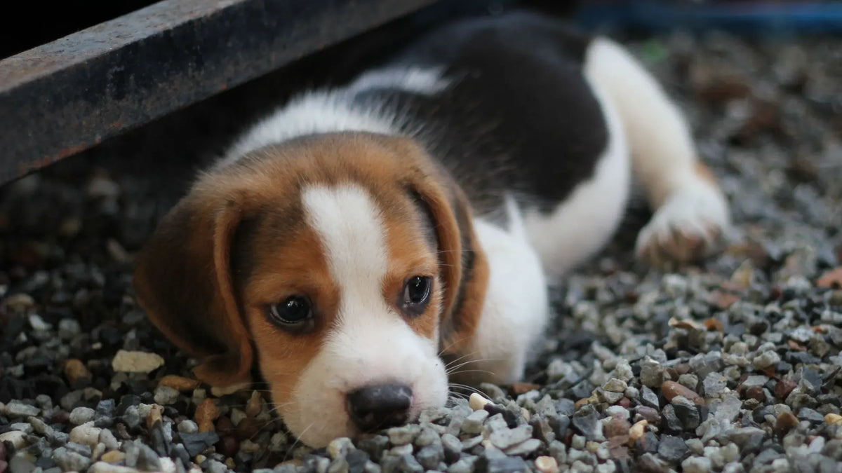 Dog Dental Health: A Comprehensive Guide to Counting Canine Teeth