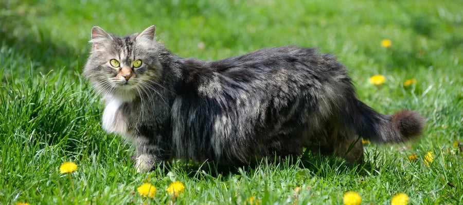 Dull Fur on Cats? Here’s How to Restore the Glow
