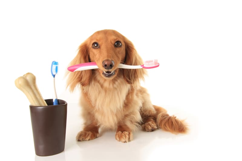 Keep Your Dog’s Teeth Clean & Their Breath Fresh